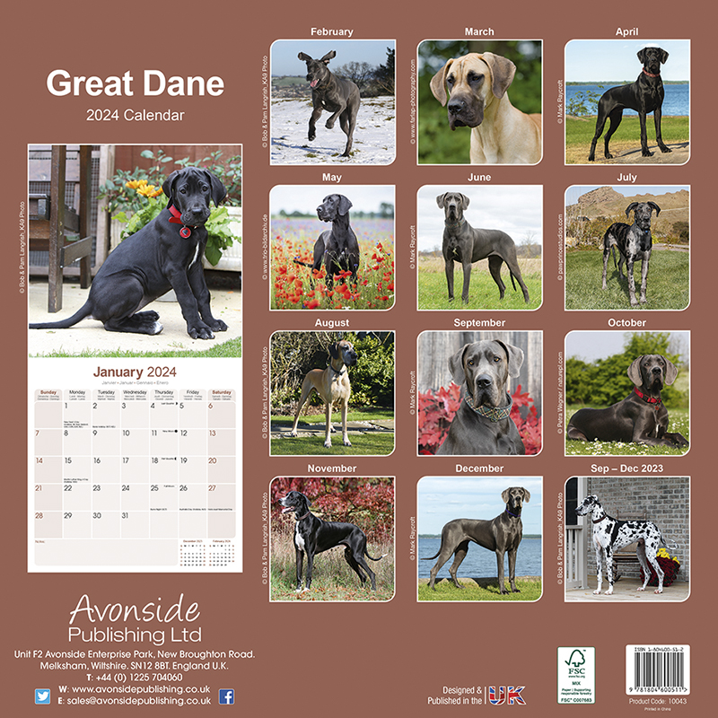 Great Dane Calendar 2024 (Square) Dogs Naturally